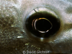 Close-up of the eye of a Rock Bass. by David Gilchrist 
